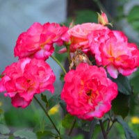 Розы в моём саду :: Таня Фиалка