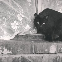 чёрная кошка-на счастье :: Оксана Тамошенко