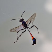 Грозный комар со страшным жалом :: Валентина Пирогова