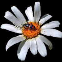 Цветок и жук. :: Сергей Комков