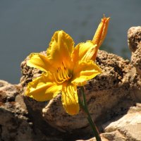 Солнечный цветок :: Marina Timoveewa
