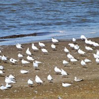 Чайки на берегу. :: Валерия Комова
