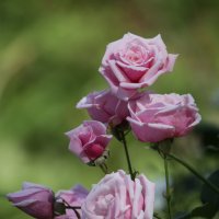 Розы в моем саду. :: Irina Fabien