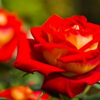 Красная роза. :: Виктор Евстратов