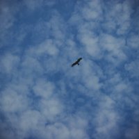 Птица в небе :: Света Кондрашова