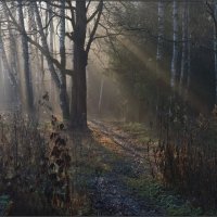 Тропинка в лесу :: Надежда Лаврова