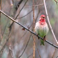 Обыкновенная чечевица - Carpodacus erythrinus (самец) :: Евгений 