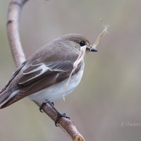 Мухоловка-пеструшка - Ficedula hypoleuca (самка) :: Евгений 