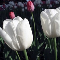 Белые тюльпаны :: Сергей Мягченков