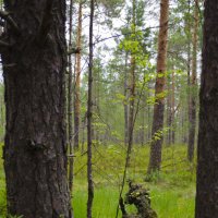 В лесу! :: Юлия 