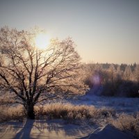 Мороз и солнце... :: Матвей Акимов