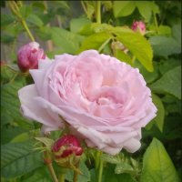Роза :: lady v.ekaterina