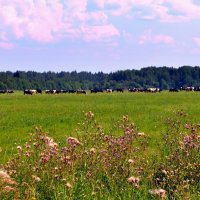 Стадо. :: Светлана Никольская