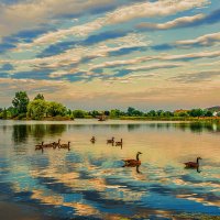 Утки на озере. :: Gene Brumer