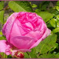 Роза :: lady v.ekaterina