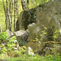 Каменный лес. :: Юрий Бачурин