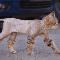 Кот в сапогах :: Надежда Корнилова