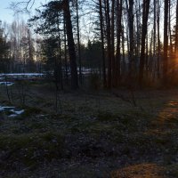 Рассвет в апрельском лесу... :: mv12345 элиан