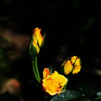 желтые розы :: Оксана Дольна