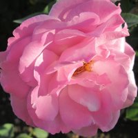 Розовый шёлк лепестков... :: Тамара (st.tamara)