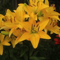 Жёлтые лилии. :: Ольга Бузунова