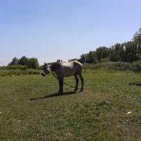 лошадь на лугу :: Юлия Закопайло
