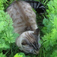 Морковный кот! :: Галина Полина