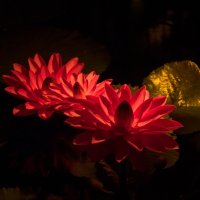 Lilies at night :: Vadim Raskin