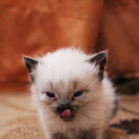 Сиамский котенок)) :: Nadezhda Ulitina