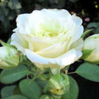 Утро с розами... :: Тамара (st.tamara)