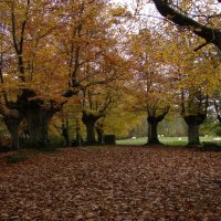 Осенний ковёр из листьев. :: Olga Grushko