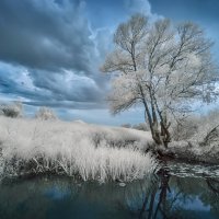 Дерево у реки... :: Александр Кукринов
