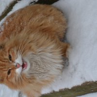 кошка которой холодно :: Ирина Пономарева