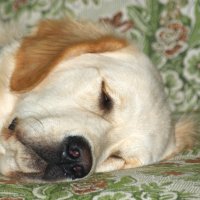 люди, дайте собакам ни много поспать! :: Александр Зобов