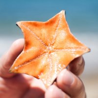 Морская звёздочка тихоокеанского побережья. :: Елена Малых