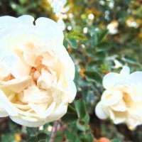 Белые розы :: Екатерина ...