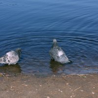 жара... водоплавающие голуби :: Татьяна  