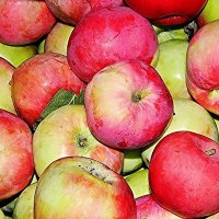 Настоящие яблочки :: Валентина Пирогова