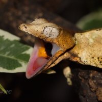 Фантастический листохвостый геккон -  Uroplatus phantasticus :: Евгений 