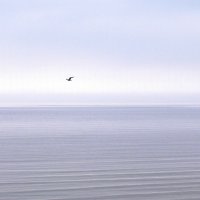 Белое море :: Нелли Денисова