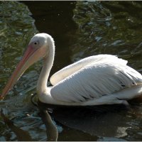 Пеликан *** The Pelican :: Александр Борисов