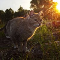 солнечная кошка :: alisalisenok 