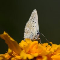 Мир бабочек :: Ирина 
