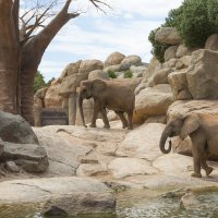 Слоны в биопарке :: Евгений Андреев