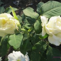 Белые розы :: Наталья Зенкович
