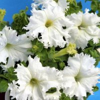 белые цветы :: Valentina Lujbimova [lotos 5]