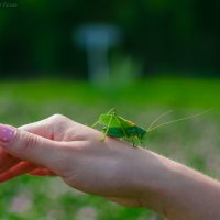 В руке сидел кузнечик... :: Владимир Belov