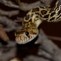 Гоферова змея - Pituophis catenifer :: Евгений 