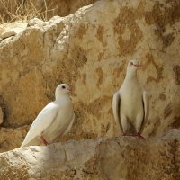 Монастырские голуби :: anna borisova 