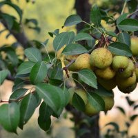 13.08.14 Плодоносит груша Буасье (Pyrus boissieriana). Дичка :: Борис Ржевский